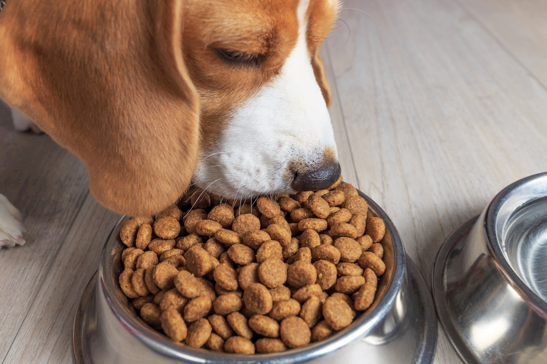 Is grain free dog food better 2025 for my dog