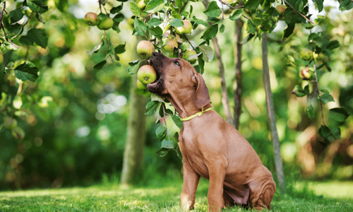 Wat Mag Een Hond Niet Eten (1)