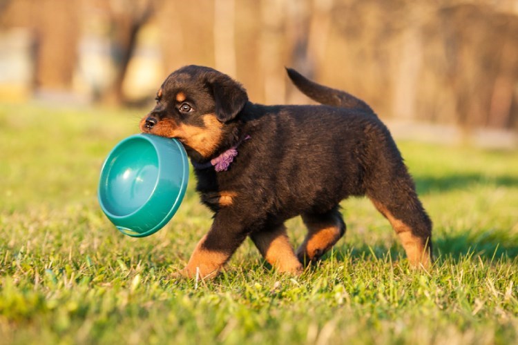 How long should you cheap feed your puppy puppy food