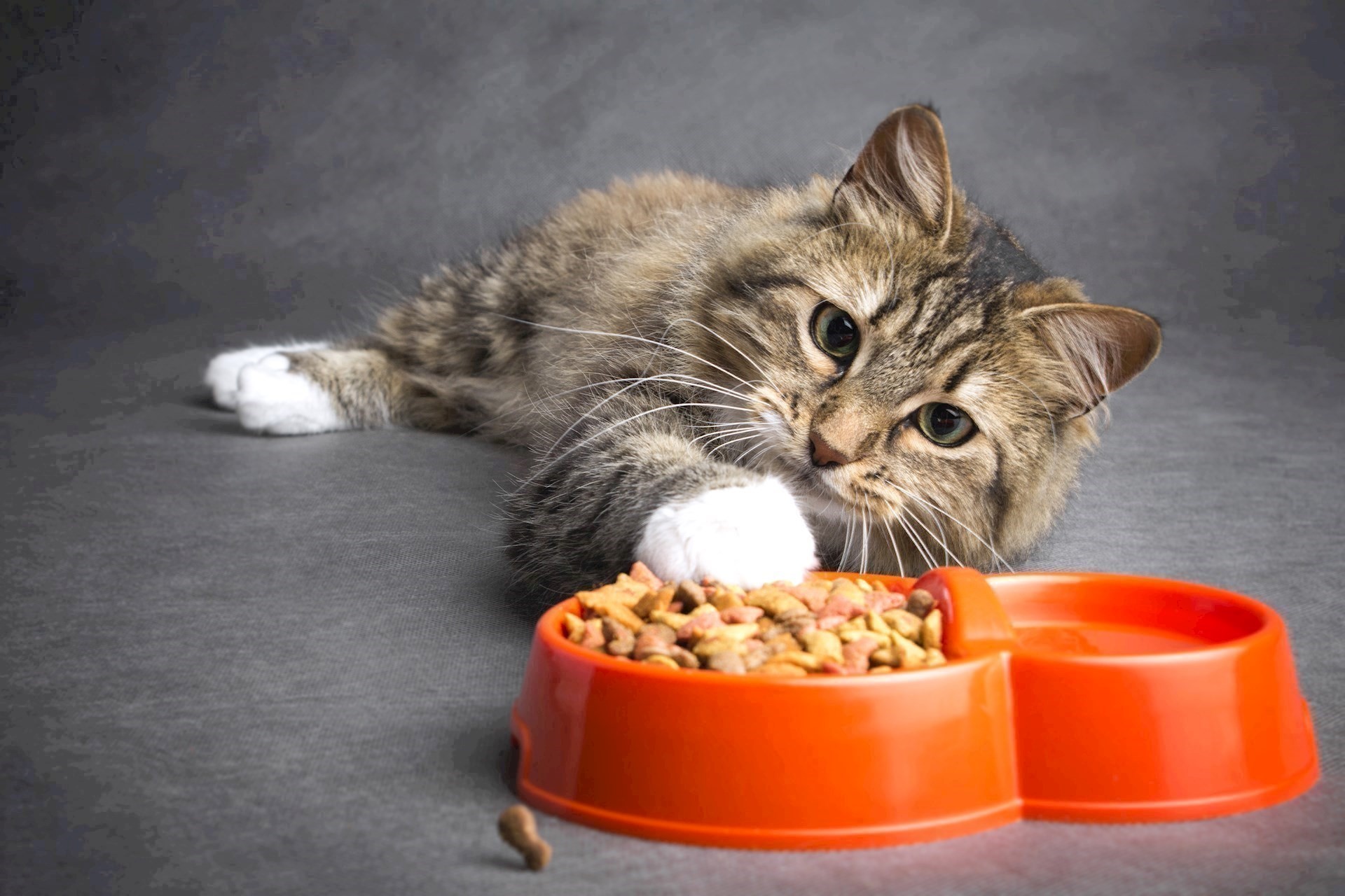 Cat eats wet food too fast and throws clearance up