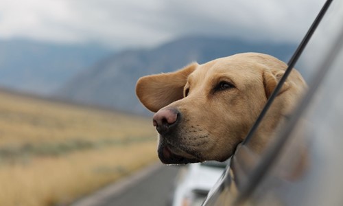 Afbeelding Met Je Hond Op Vakantie