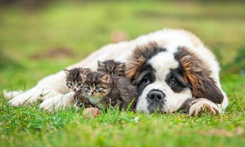 Giardia hond kat